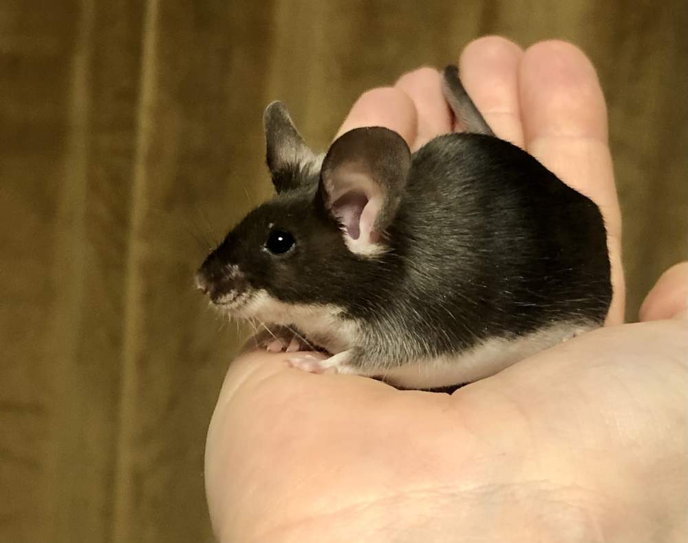Fancy mouse Breeder Mus musculus 