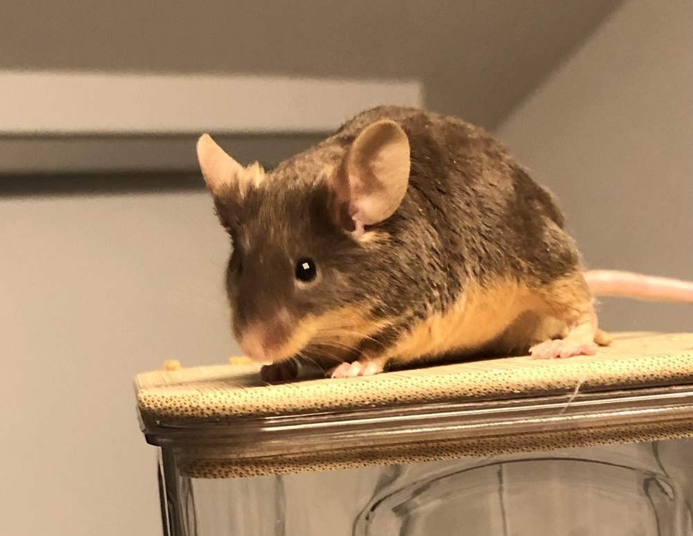 Fancy mouse Show animal Mus musculus 