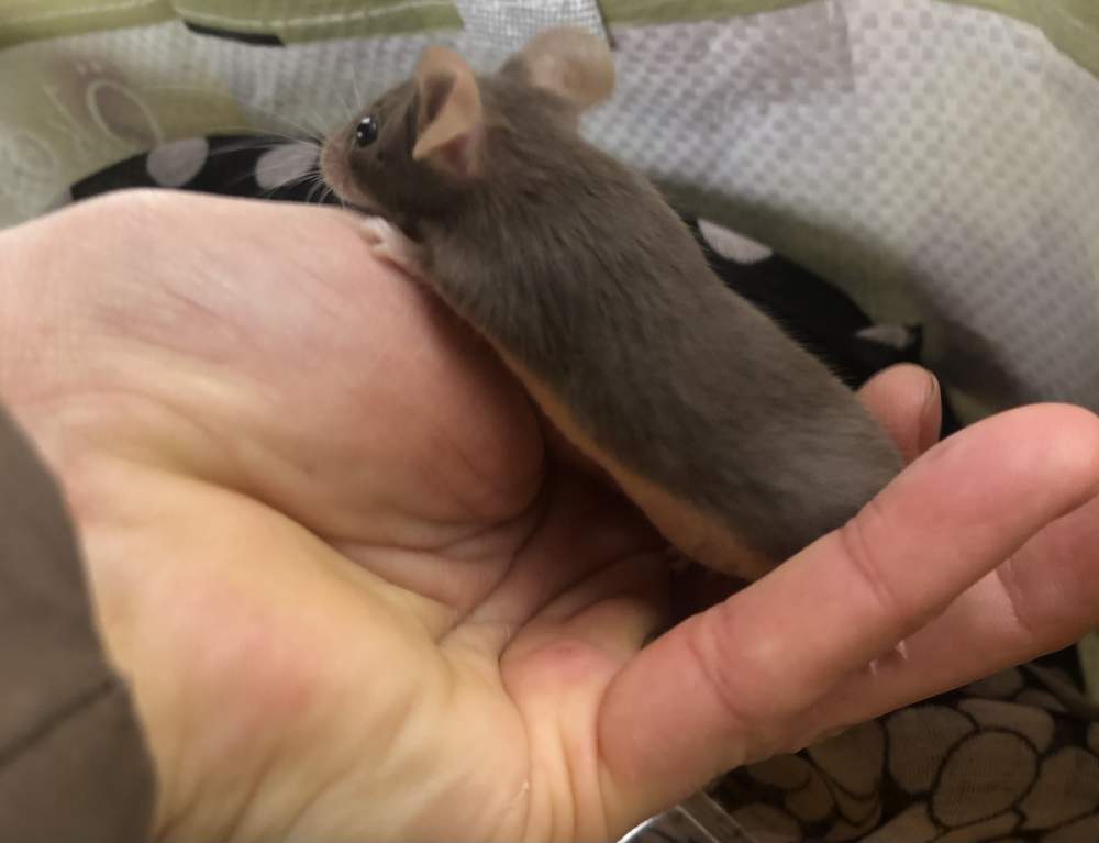 Fancy mouse Pet only Mus musculus 