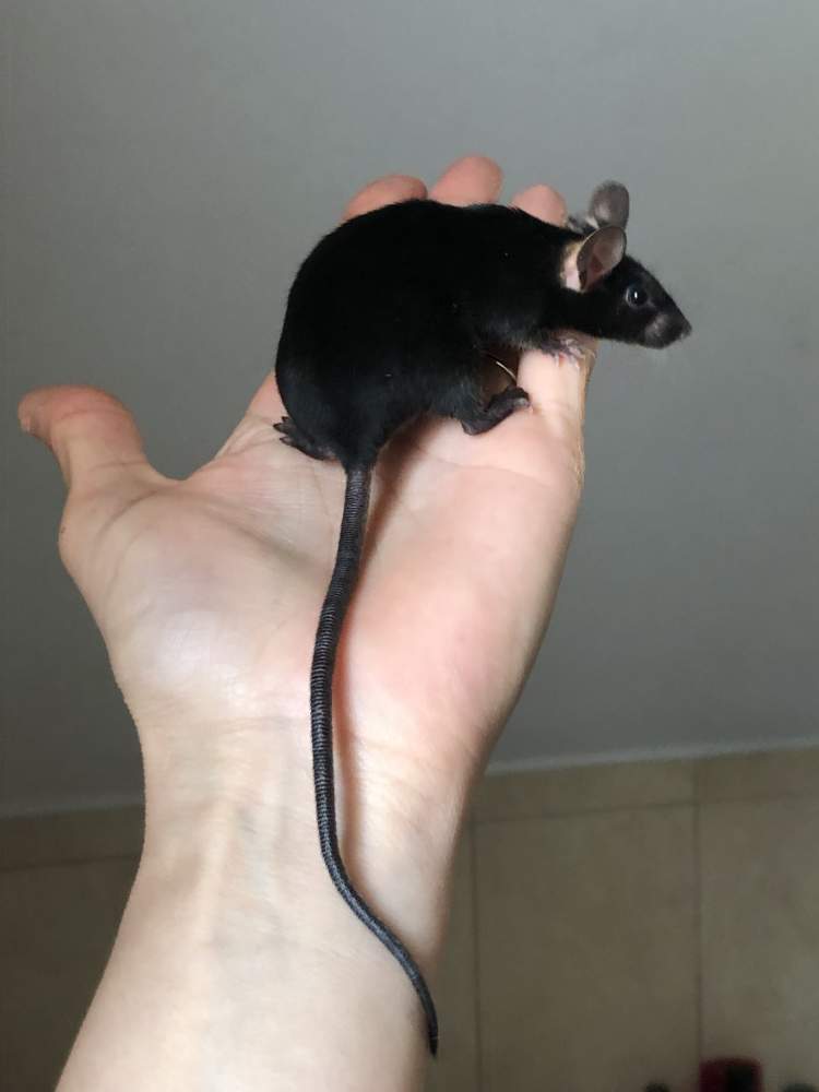 Fancy mouse Breeder Mus musculus Hungary, Biatorbágy