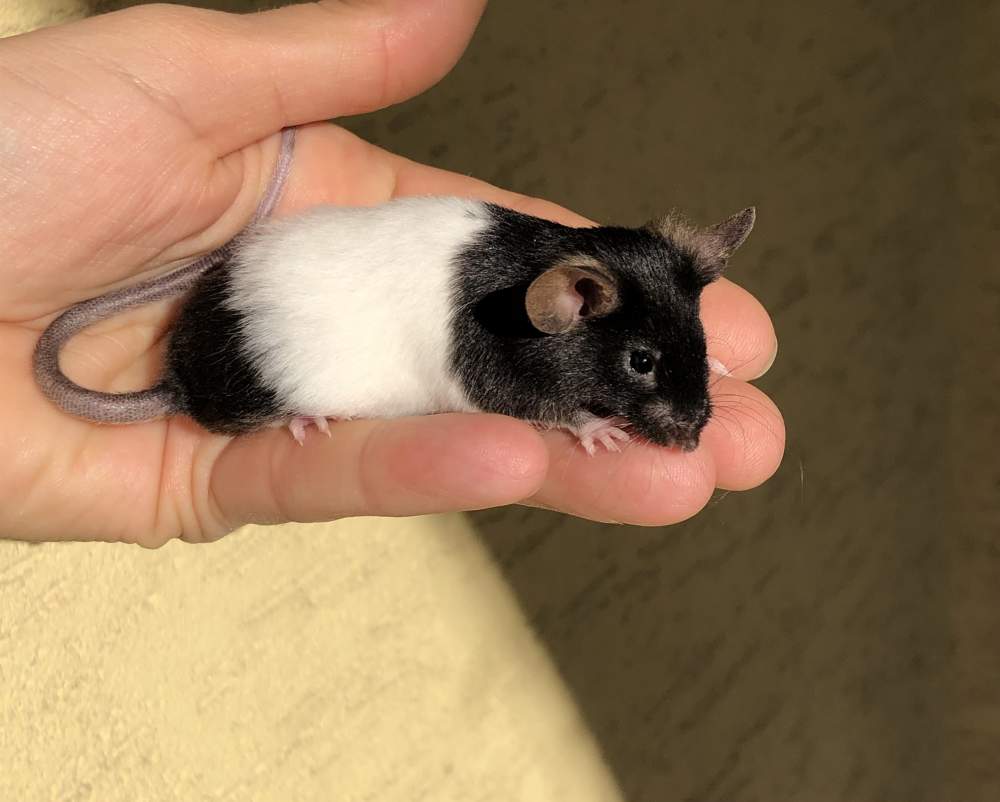 Fancy mouse Pet only Mus musculus 
