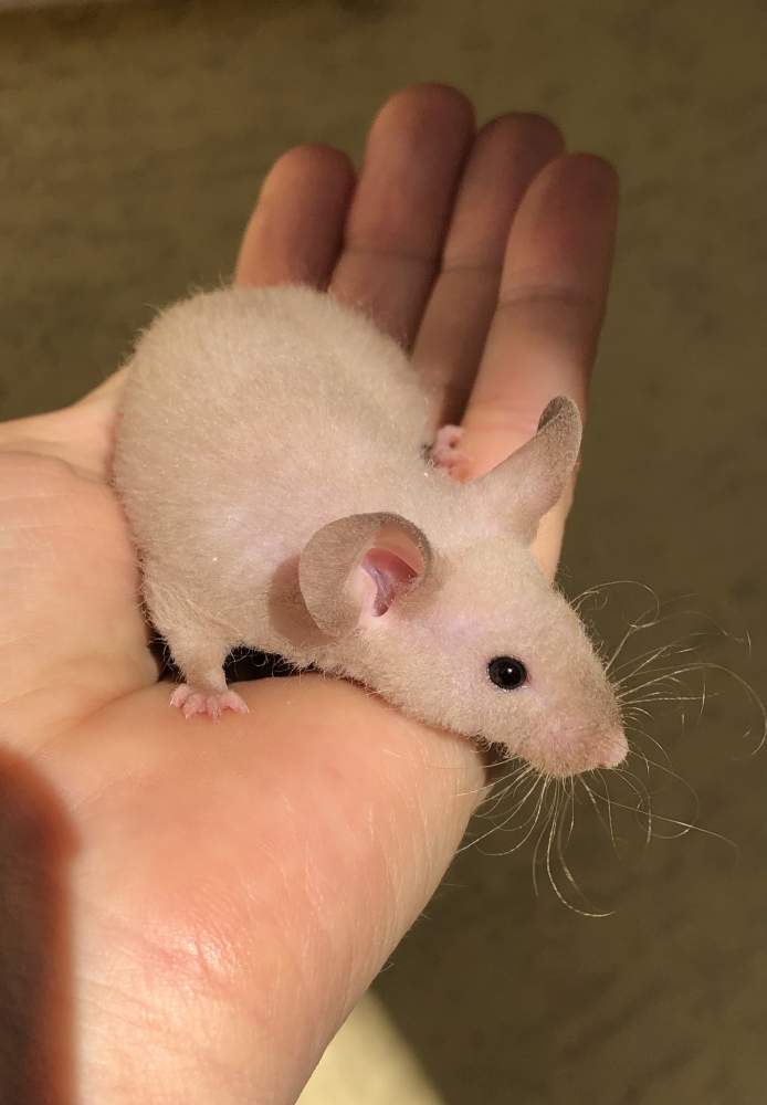 Fancy mouse Pet only Mus musculus 