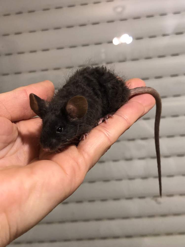 Fancy mouse Available for rehoming Mus musculus 