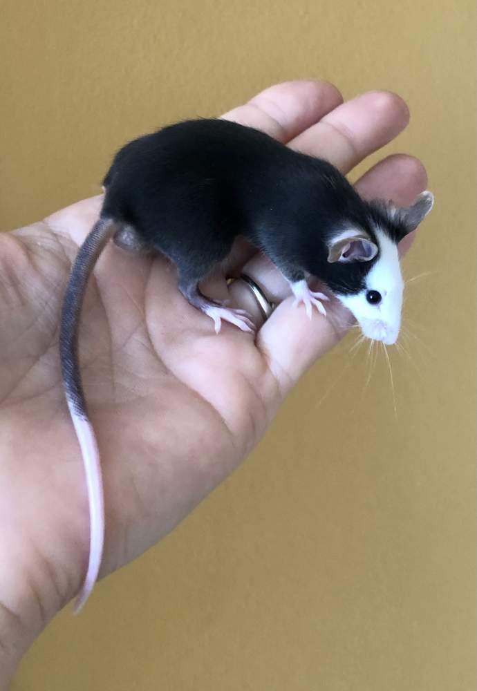 Fancy mouse Rehomed Mus musculus Hungary, Biatorbágy