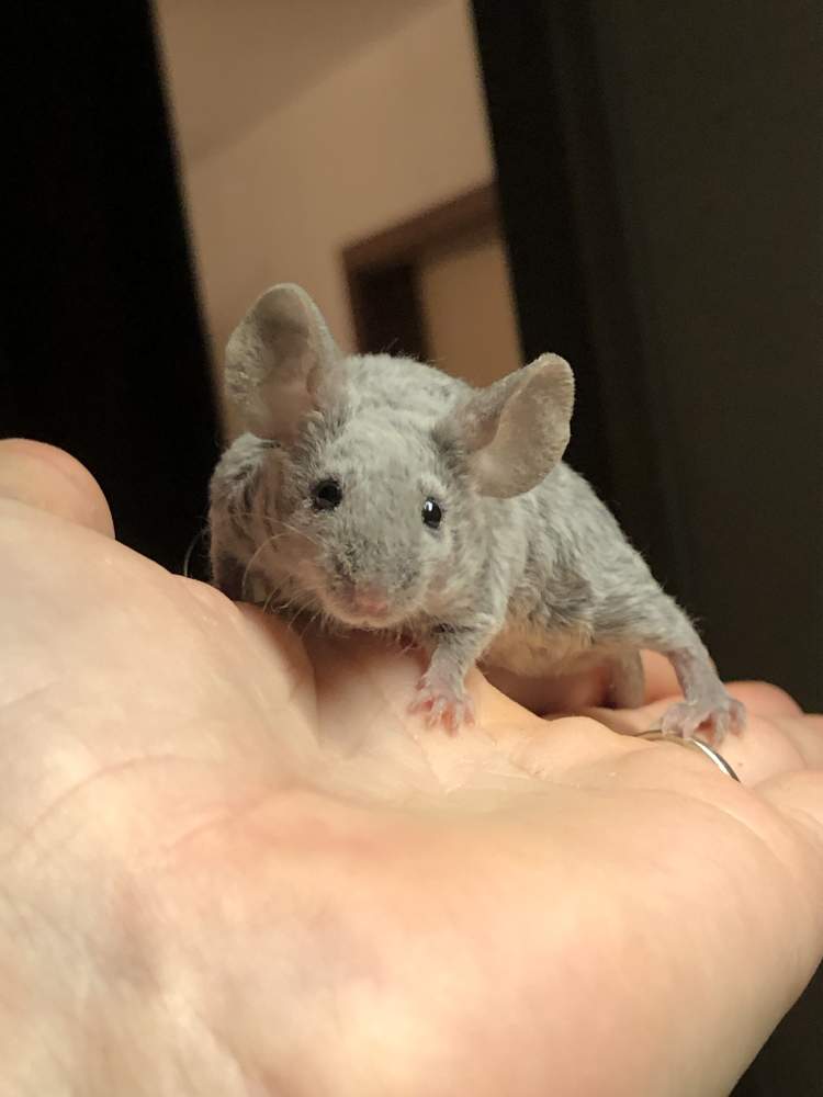 Fancy mouse Show animal Mus musculus 