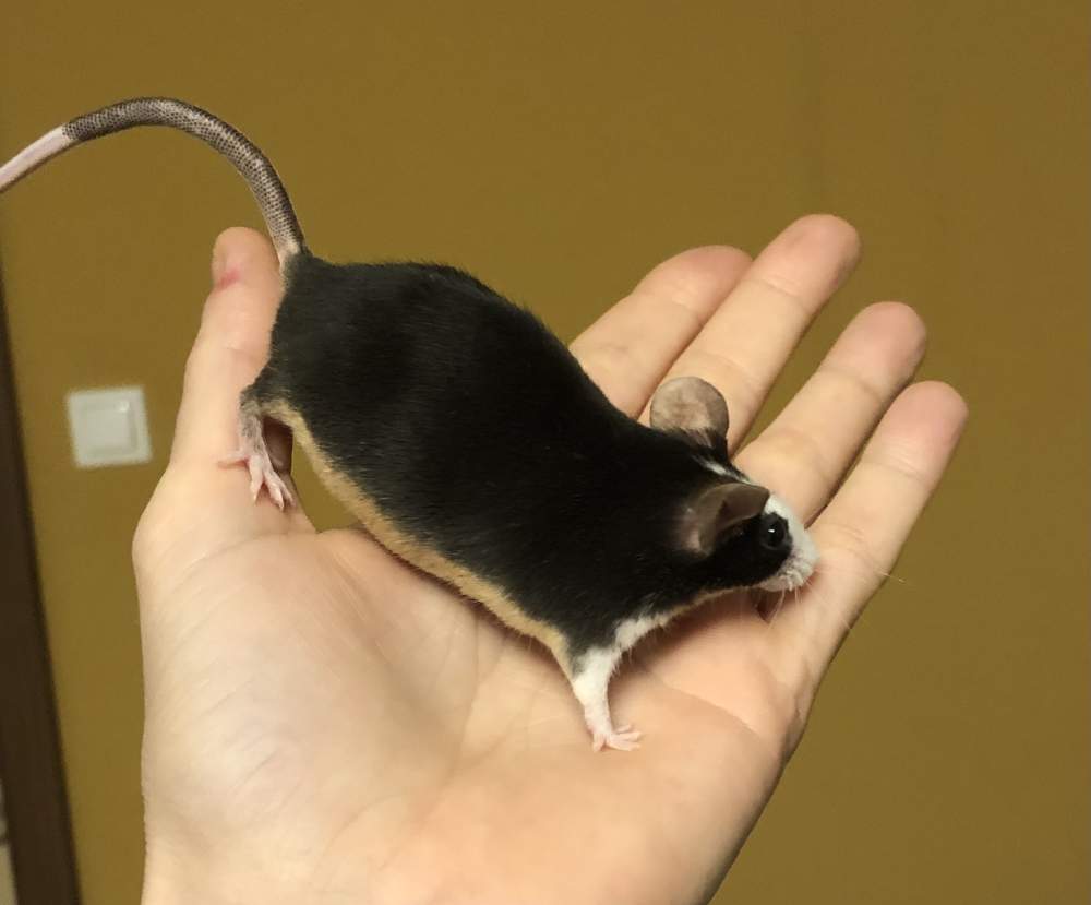 Fancy mouse Breeder Mus musculus 