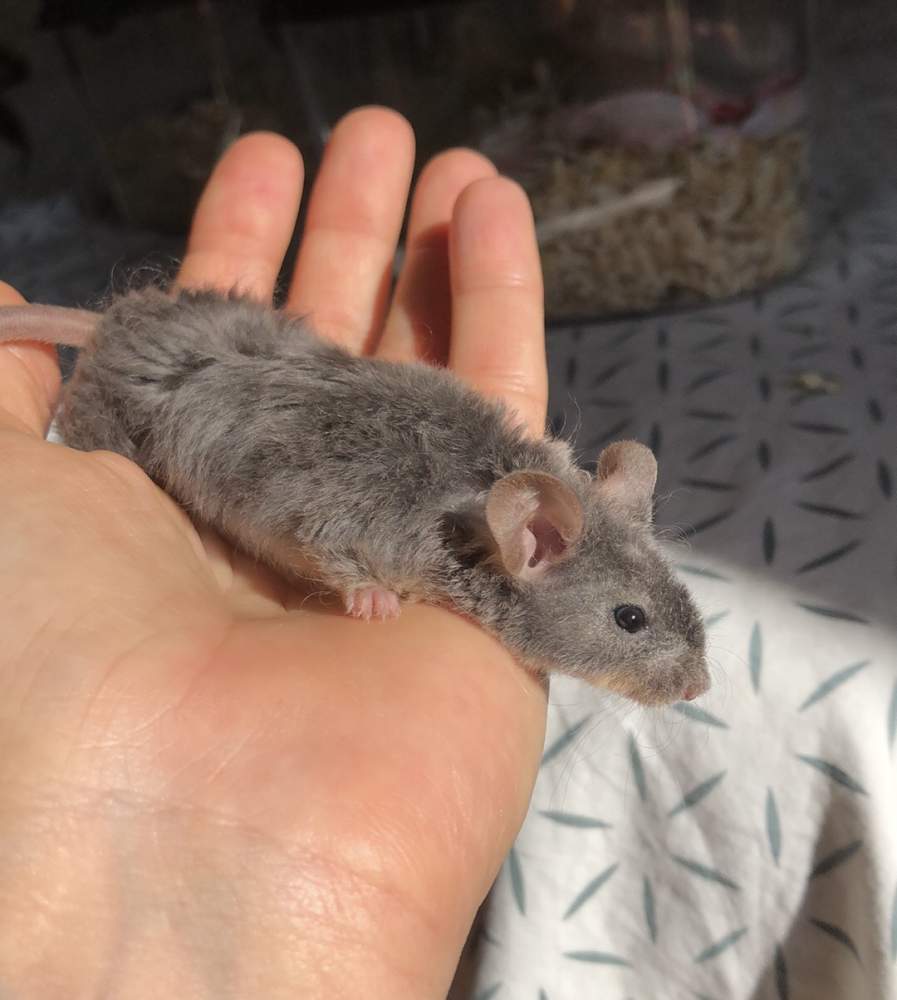 Fancy mouse Breeder Mus musculus 