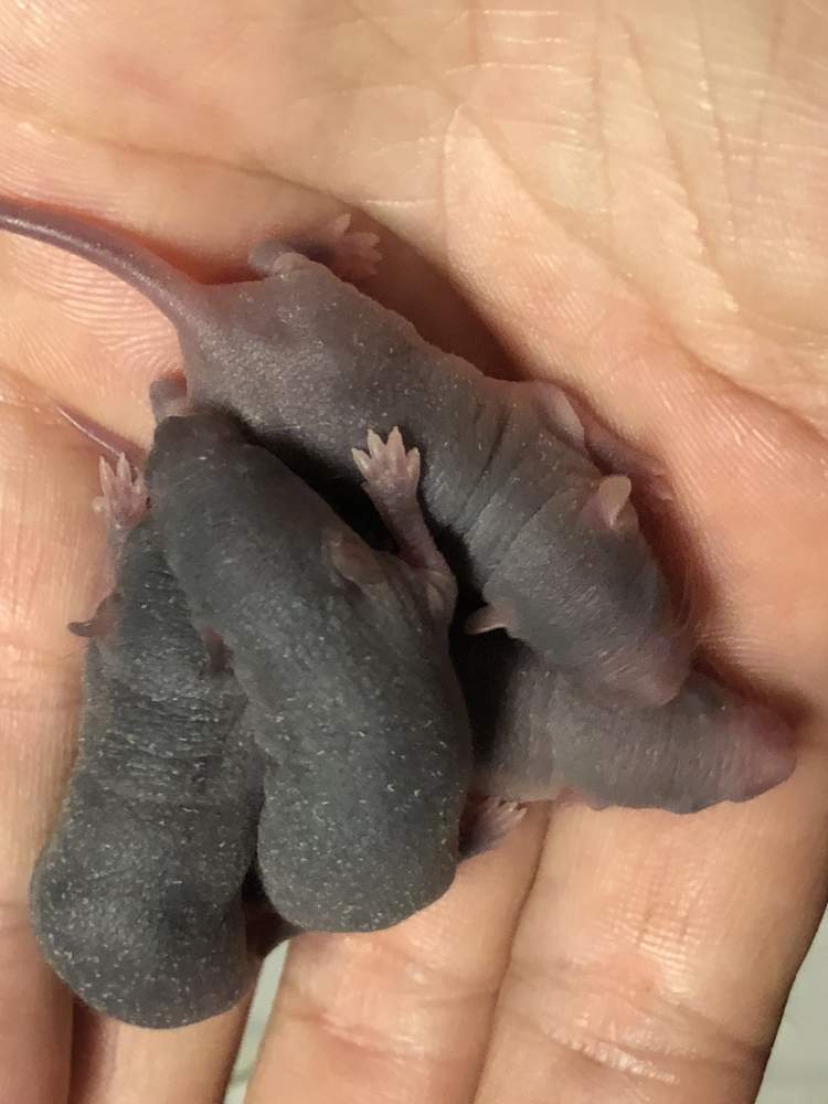 Fancy mouse Available for rehoming Mus musculus 
