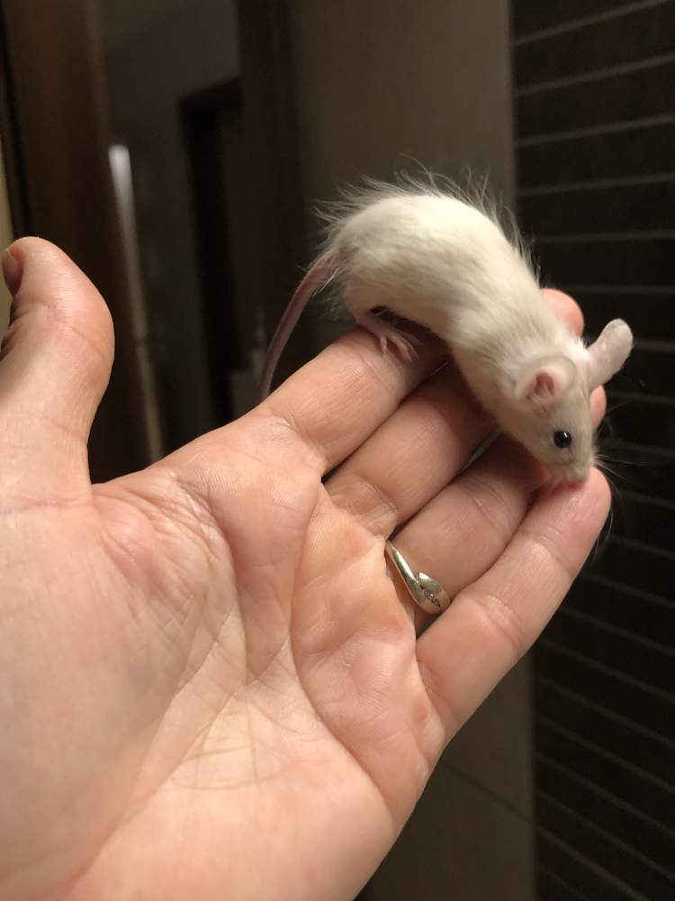 Fancy mouse Pet only Mus musculus 