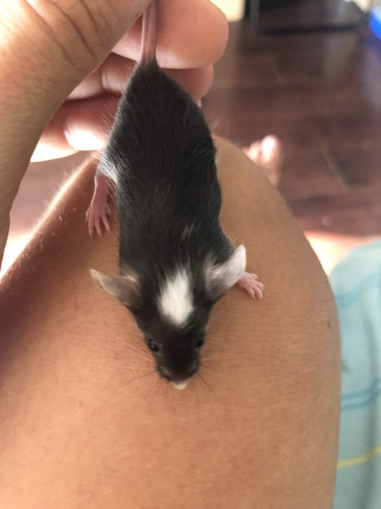 Fancy mouse Owned by other Mus musculus 