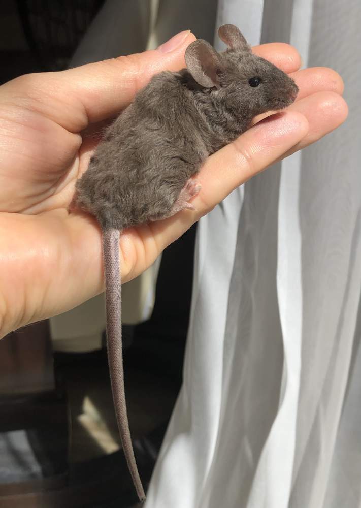 Fancy mouse Pet only Mus musculus 