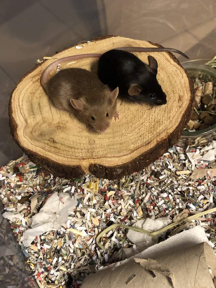 Fancy mouse Available for rehoming Mus musculus 