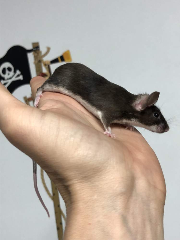 Fancy mouse Show animal Mus musculus 