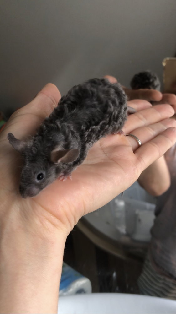 Fancy mouse Breeder Mus musculus 