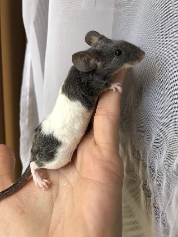 Fancy mouse Breeder Mus musculus 