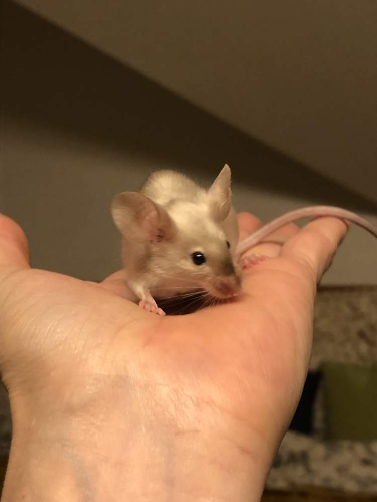 Fancy mouse Breeder Mus musculus 