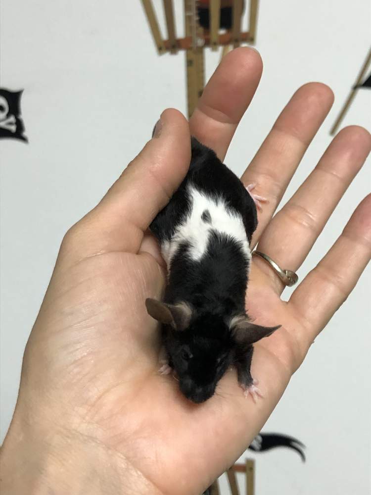 Fancy mouse Show animal Mus musculus 
