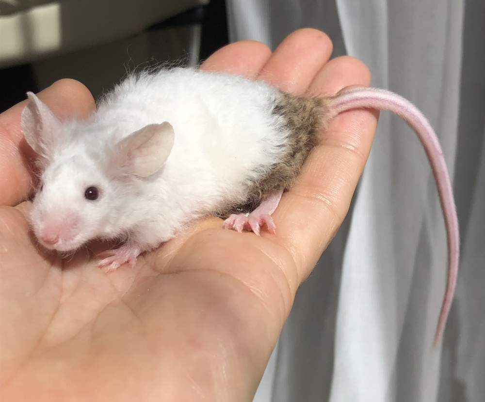 Fancy mouse Breeder Mus musculus 