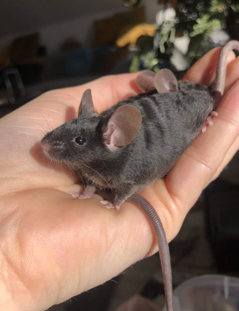 Fancy mouse Rehomed Mus musculus Hungary, Biatorbágy