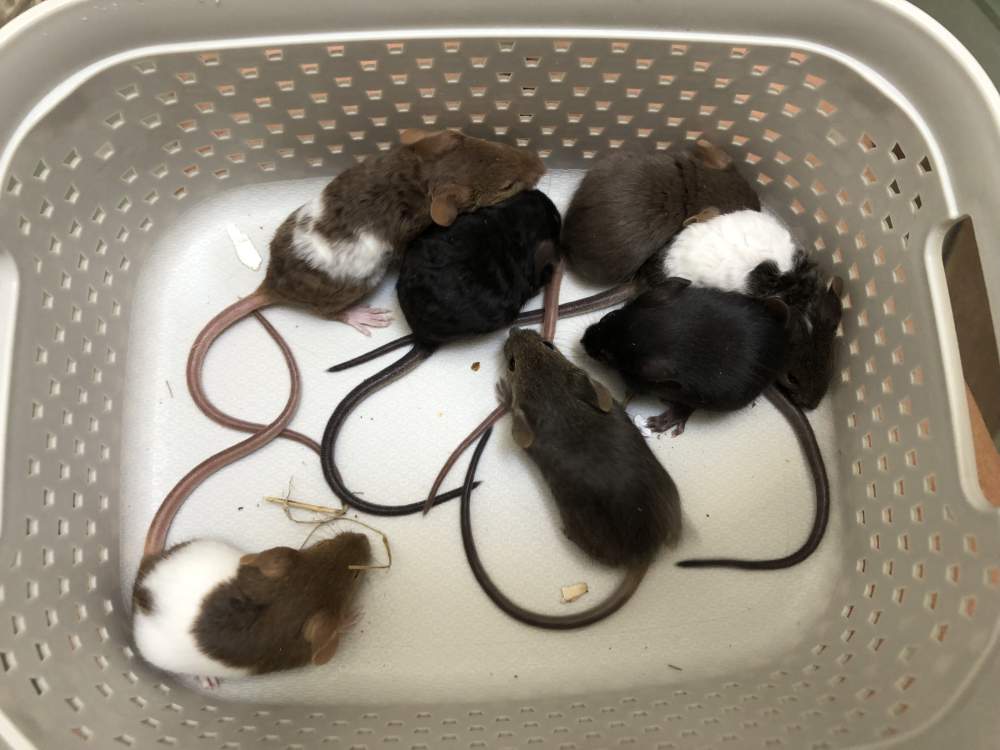 Fancy mouse Available for rehoming Mus musculus Hungary, Biatorbágy