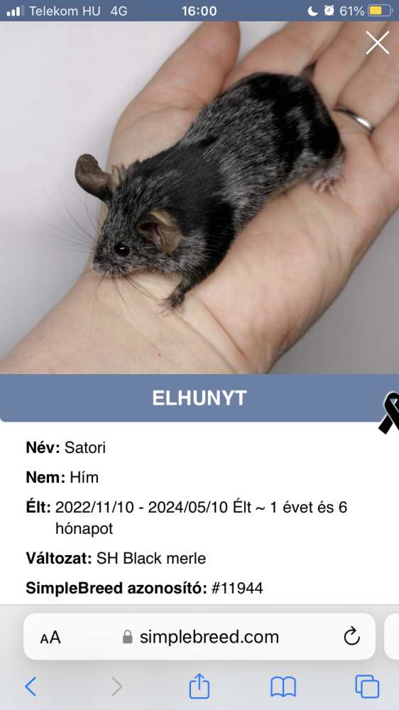 Fancy mouse Owned by other Mus musculus 