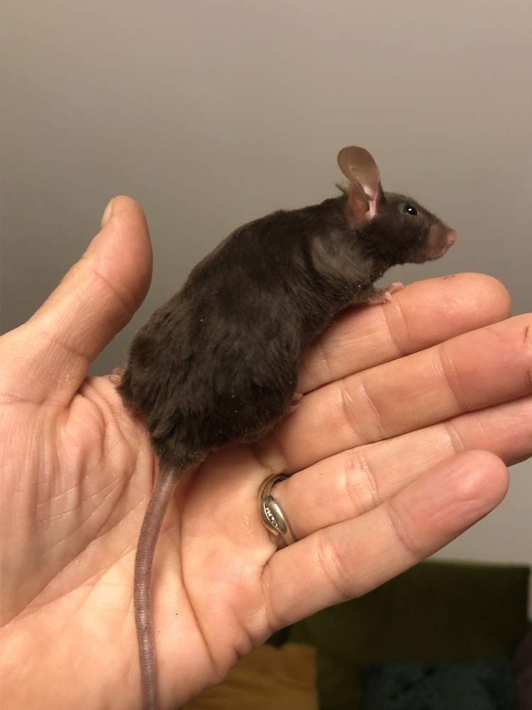 Fancy mouse Rehomed Mus musculus 