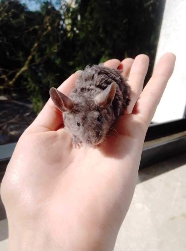 Fancy mouse Deceased Mus musculus 