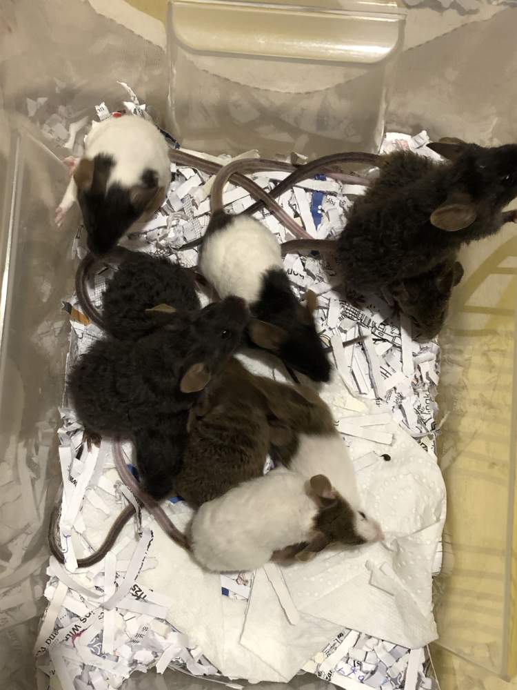 Fancy mouse Available for rehoming Mus musculus 