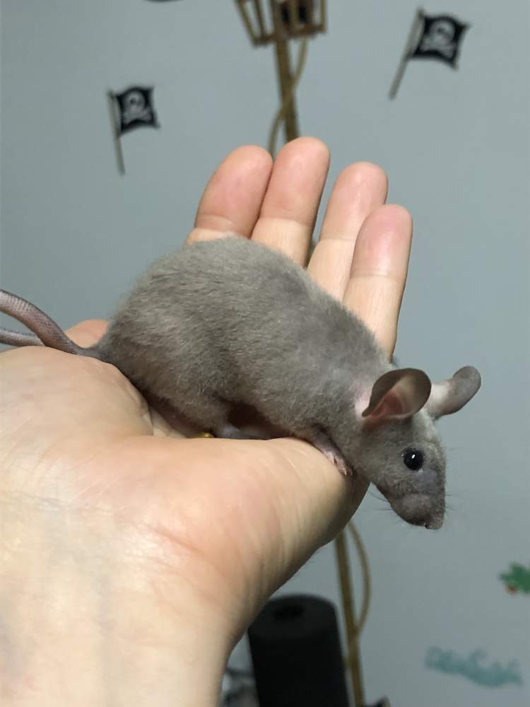 Fancy mouse Show animal Mus musculus 