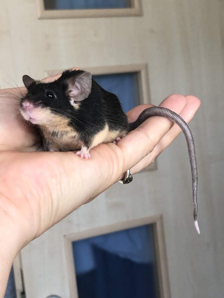Fancy mouse Pet only Mus musculus 