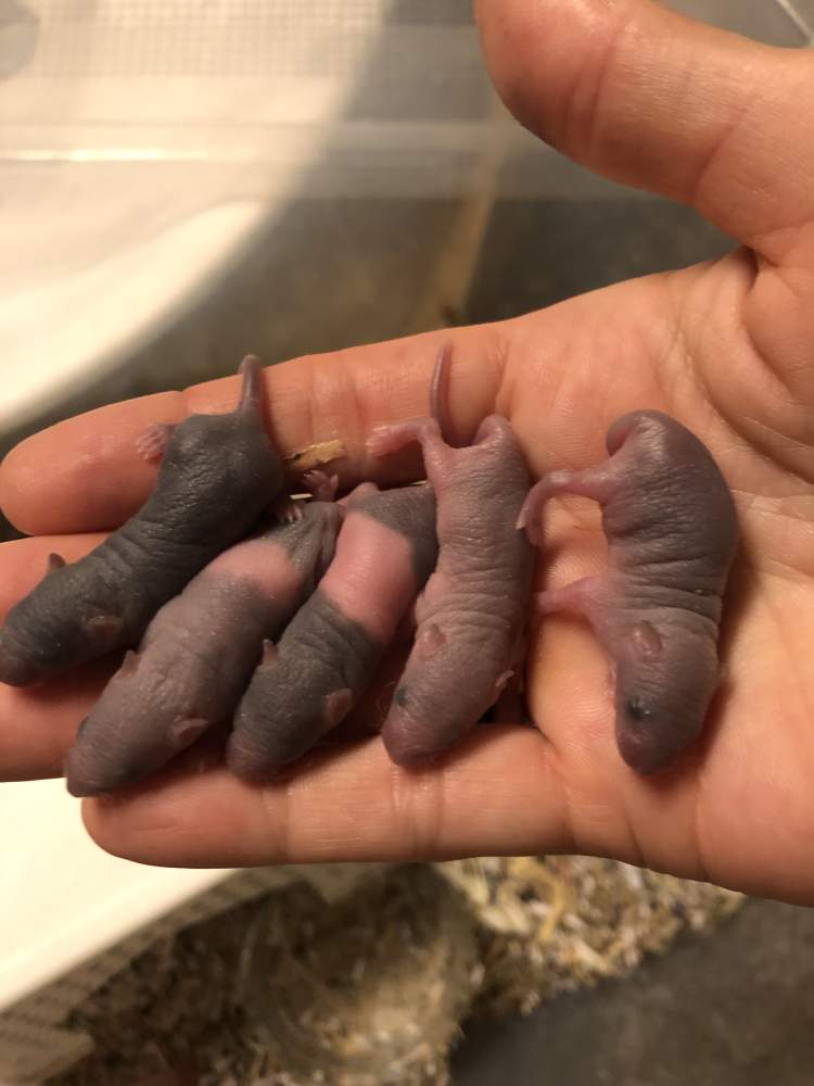 Fancy mouse Show animal Mus musculus 