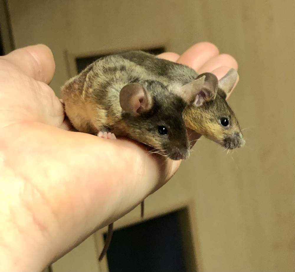 Fancy mouse Show animal Mus musculus 