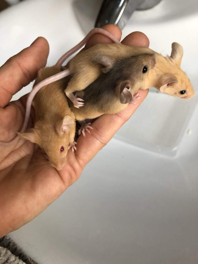 Fancy mouse Pet only Mus musculus 