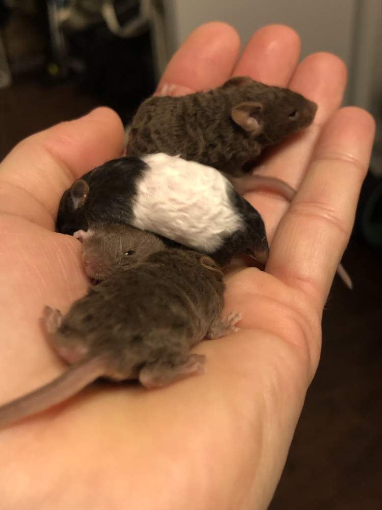 Fancy mouse Available for rehoming Mus musculus 