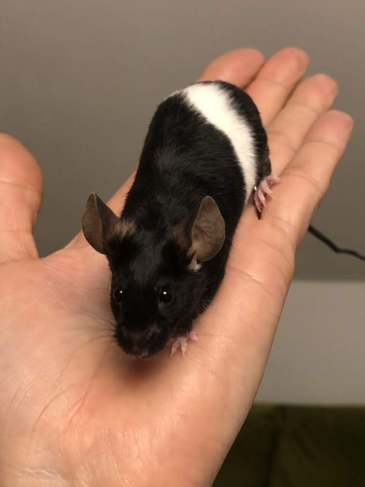 Fancy mouse Show animal Mus musculus 