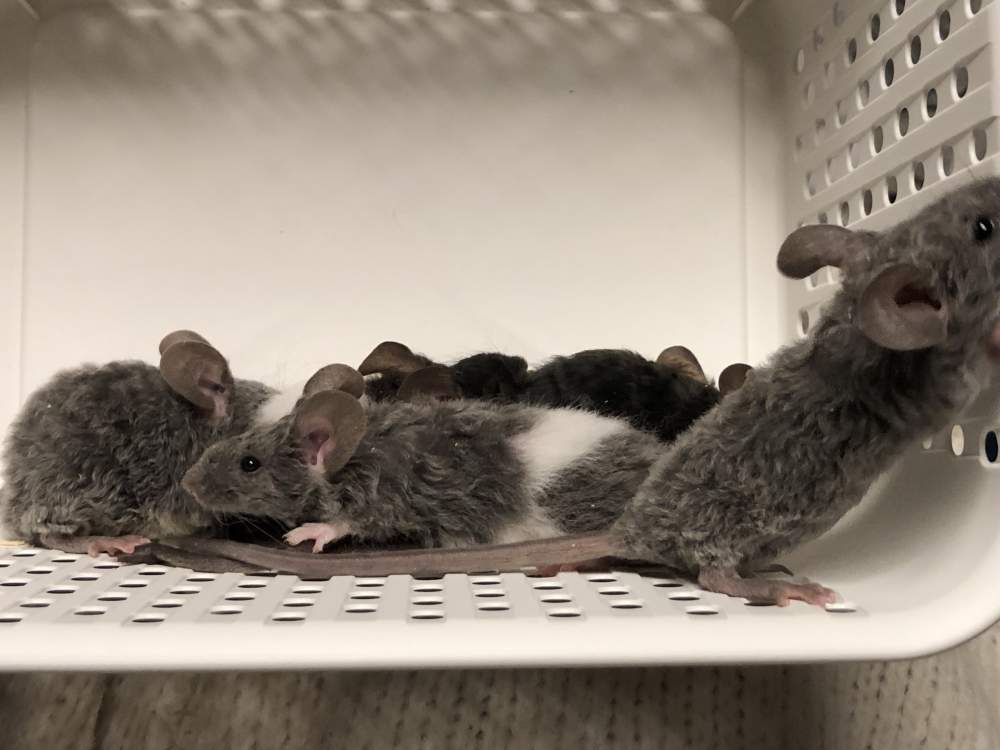 Fancy mouse Show animal Mus musculus 