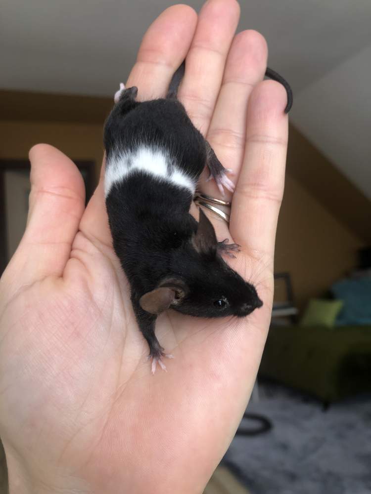 Fancy mouse Show animal Mus musculus 