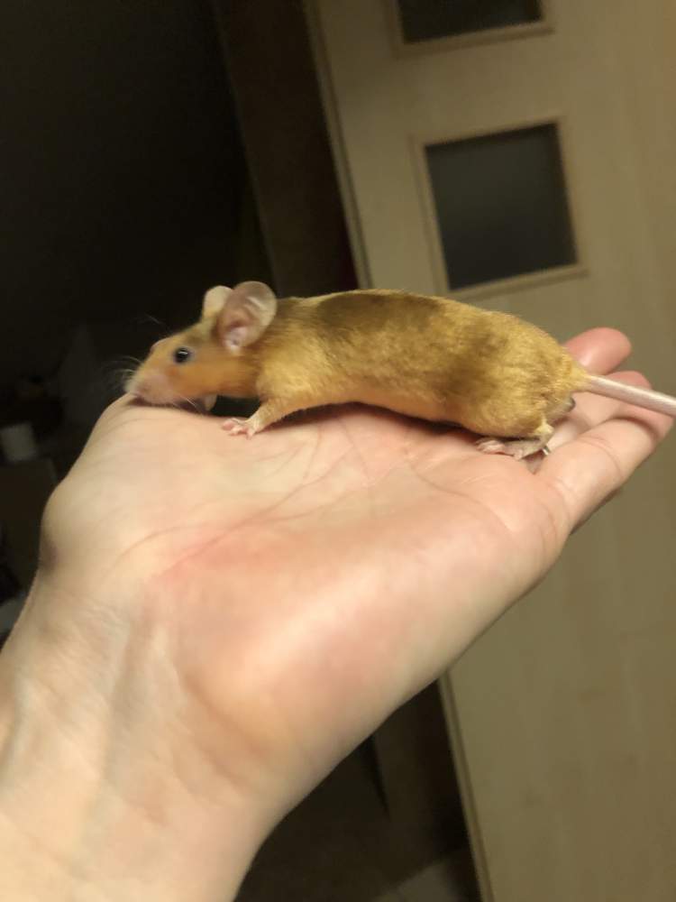 Fancy mouse Rehomed Mus musculus 