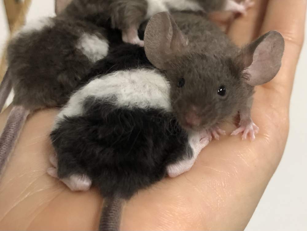 Fancy mouse Rehomed Mus musculus 