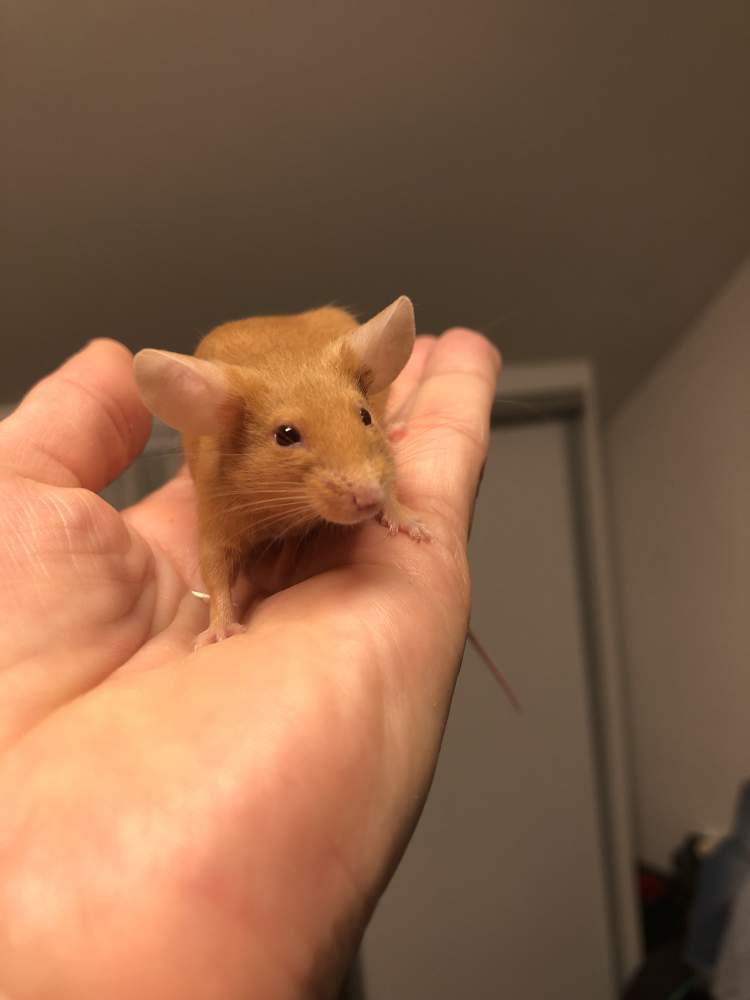 Fancy mouse Rehomed Mus musculus 