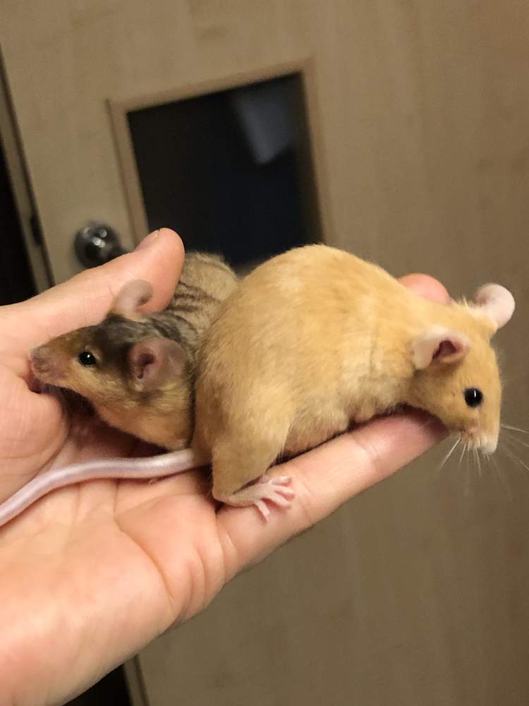 Fancy mouse Available for rehoming Mus musculus 