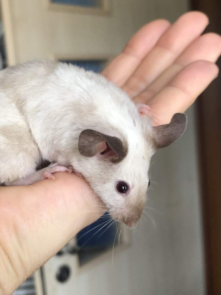 Fancy mouse Breeder Mus musculus 