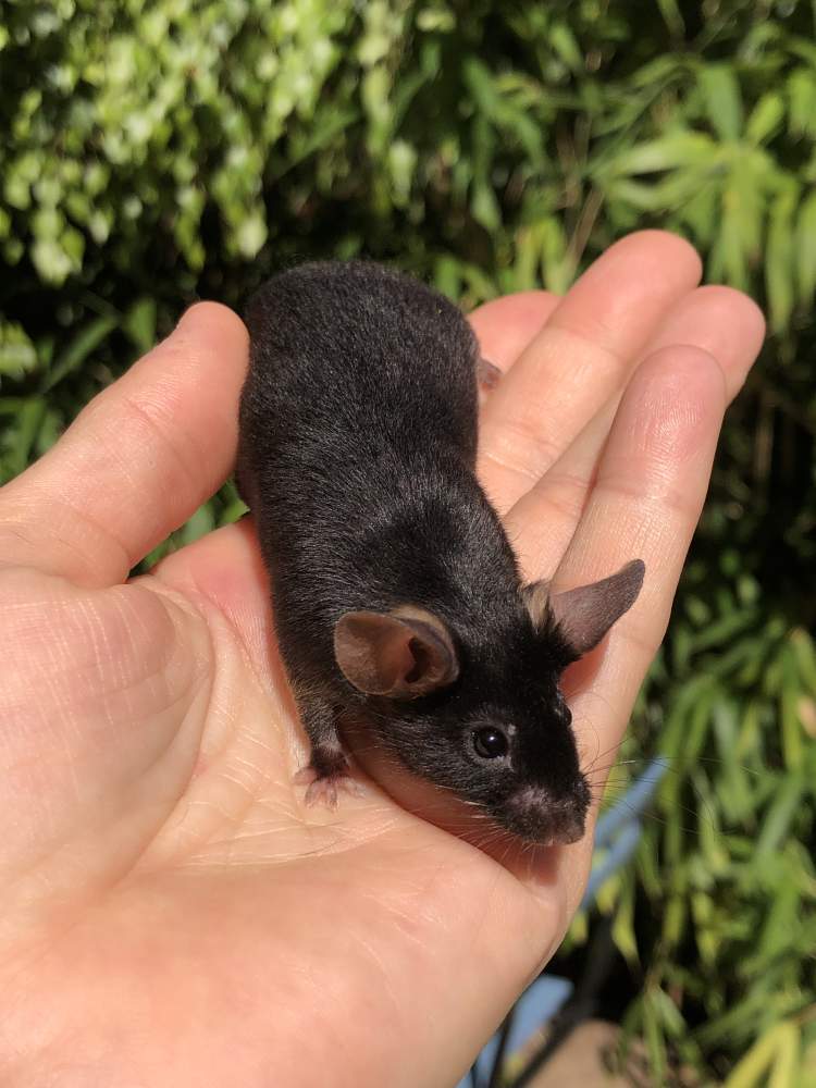 Fancy mouse Available for rehoming Mus musculus Hungary, Biatorbágy