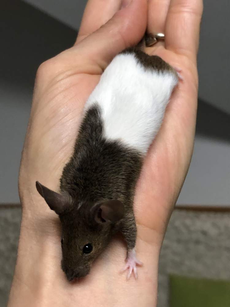 Fancy mouse Breeder Mus musculus Hungary, Biatorbágy