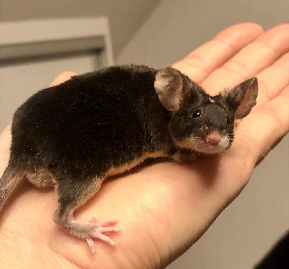 Fancy mouse Show animal Mus musculus 