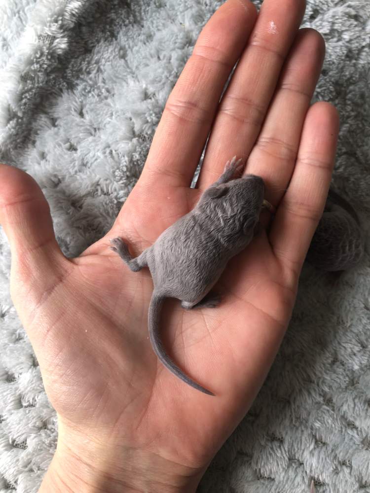 Fancy mouse Pet only Mus musculus 