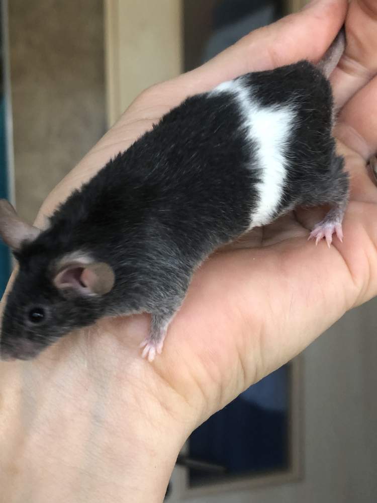 Fancy mouse Show animal Mus musculus 