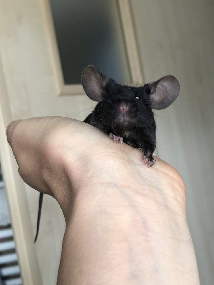 Fancy mouse Pet only Mus musculus 