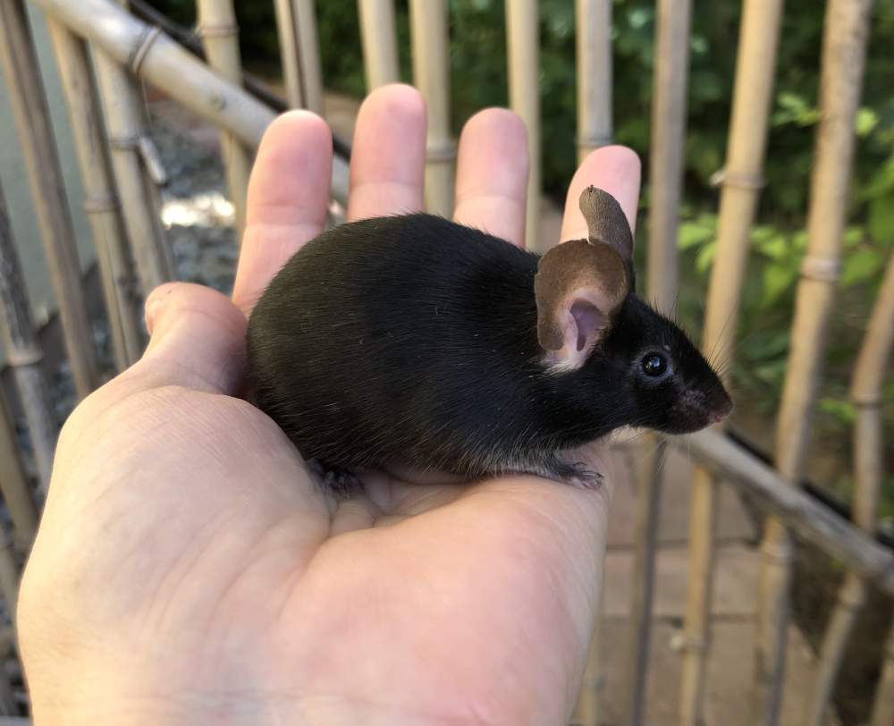 Fancy mouse Pet only Mus musculus 