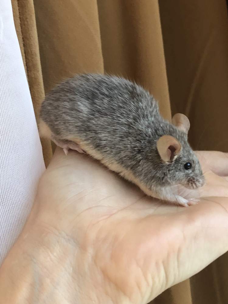 Fancy mouse Breeder Mus musculus 